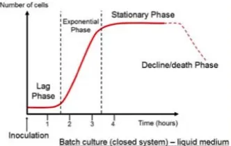 Figure 5 - The typical bacterial growth curve. 