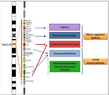 Figure 16.  Schematic representation of WBS critical region at chromosomal 