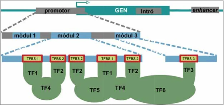 Figura 1 Elements reguladors de la transcripció. Els factors de transcripció (TFs) s’uneixen als motius