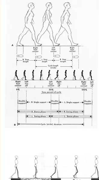 Figura 1.7.3 Subdivisions del cicle de marxa. 