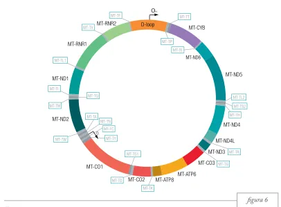 Figura 6. Estructura de l’ADNmt. Els segments de color representen els 13 gens que codifiquen per proteïnes, els dos gens que codifiquen pels ARN ribosòmics i la regió no codificant D-loop; les caixes representen els 22 ARN de transferència.