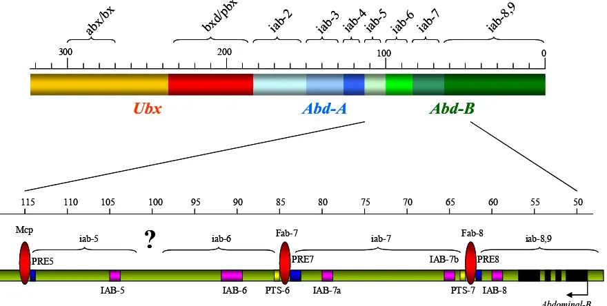 Figura 4.2. A dalt, estructura del BX-C i de les regions reguladores dels tres gens homeòtics que en formen part