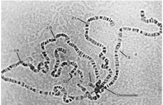 Figura 1.4. Cromosomes politènics de Drosophila melanogaster. Els cromosomes es creuen en una regió anomenada cromocentre (Newfondland) 