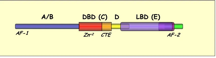 Fig 6. Representació esquemàtica dels dominis dels receptors nuclears. En el domini A/B es troba la regió AF-1, la qual té funcions de transactivació independent de lligand, en el domini C estan els dos dits de zinc i la CTE, implicats tots dos en la unió 