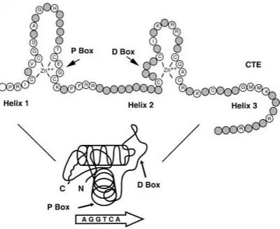 Fig 7. Estructura del DBD dels receptors nuclears. El DBD està compost per dos hèlix α i una extensió C-terminal