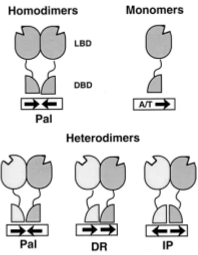 Fig 9. Unió dels receptors nuclears al DNA. palindròmiques, com a monòmers o com a heterodímers