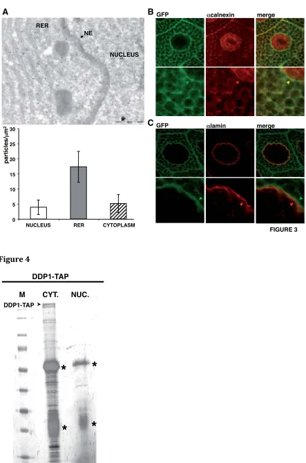 FIGURE 3��