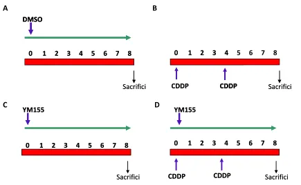 Figura M12. Esquema del tractament amb CDDP i YM155 durant 7 dies. Ratolins control (A): portaven la bomba de perfusió a la cavitat intraperitoneal, la qual alliberava de forma contínua el DMSO a l’1% en solució salina durant els 7 dies, amb un flux de 0.5