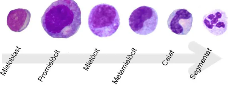 Figura 3. Esquema de la maduració granulopoètica normal 