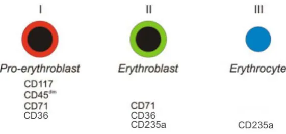 Figura 8. Esquema de la variació del patró d’expressió immunofenotípic en desenvolupament de la sèrie eritroblàstica normal (Modificat de Van Lochem i cols