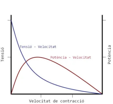 Figura 9: L’equació de Hill dóna la relació entre la velocitat de contracció i la tensió desenvolupada pel múscul (línia blava)