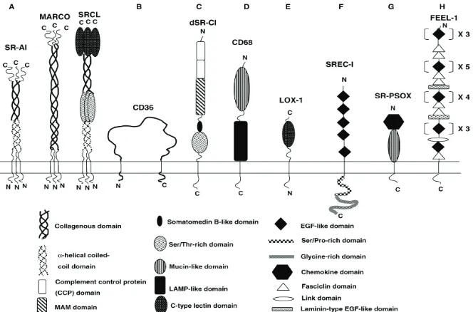 Figura 2. Esquema de les diferents classes de receptors scavenger en eucariotes 64.   