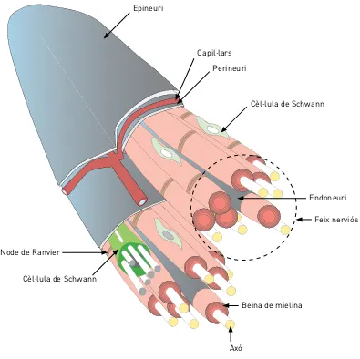 Figura 3. Estructura d’un nervi 