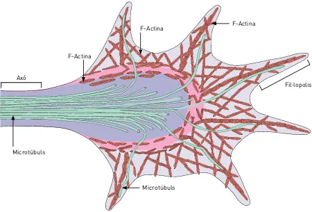 Figura 6. Esquema del con de regeneració axonal. Adaptat de Lowery i Vactor, 2009.