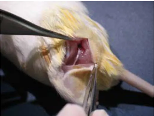 Figura 2. Abordatge del procediment quirúrgic i exposició del nervi ciàtic esquerre de l’animal.