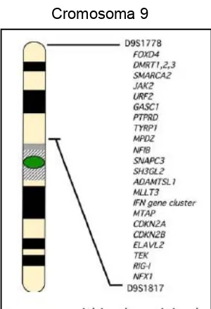 Figura I6. Esquema del diferents estats de la mutació JAK2V617F i dels mecanismes 