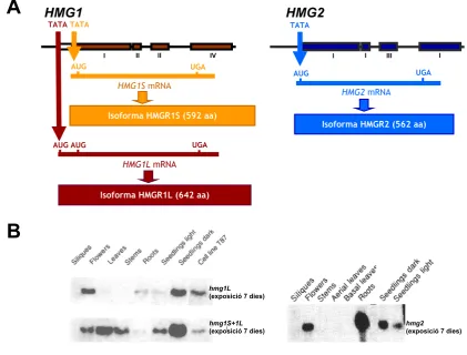 Figura I.5: Esquema i expressió dels gens HMGNorthern Blot d’A. thaliana. (A) Organització estructural dels gens HMG i de les proteïnes que codifiquen
