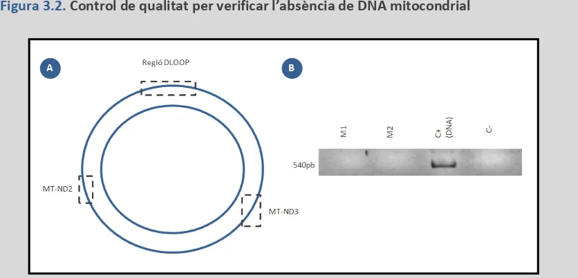 Figura 3.2. Control de qualitat per verificar l’absència de DNA mitocondrial 