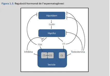 Figura 1.3. Regulació hormonal de l’espermatogènesi