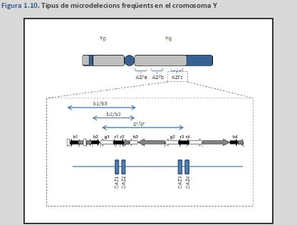 Figura 1.10. Tipus de microdelecions freqüents en el cromosoma Y 