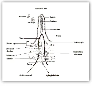 Figura 13. Corte longitudinal de la pared intestinal. 