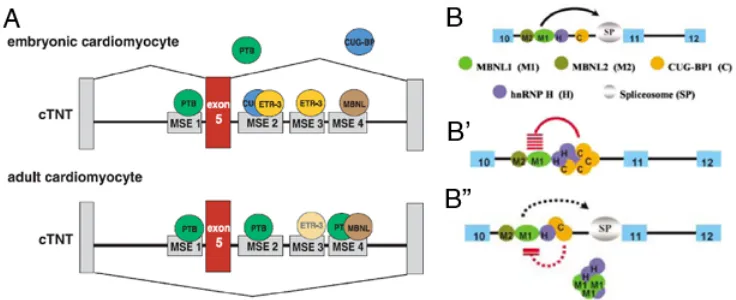 Figure I.2. Mechanisms of splicing regulation by MBNL1. A) Vertical boxes represent exons, lines introns and MSE boxes muscular splicing enhancer sequences