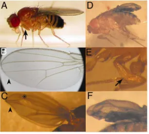 Figure R.1. mblfly and wing to compare with mutant phenotype. defects like small wing blisters (asterisk) and lack of tissue in the posterior wing compartment (arrowhead) each other normaly (magnified in (magnified in E27/mblk7103 flies show wing defects a