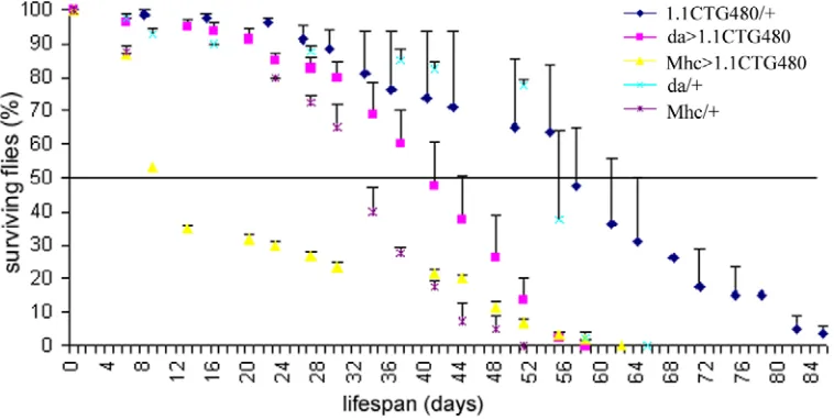 Figure R.2. Flies expressing CUG repeats show shorter lifespan. Average percentages of live flies along the days of the different strains used are represented