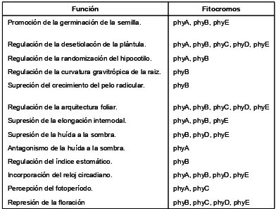 Tabla 1. Resumen de las funciones de los fitocromos, a partir de los análisis hechos en mutantes de  Arabidopsis