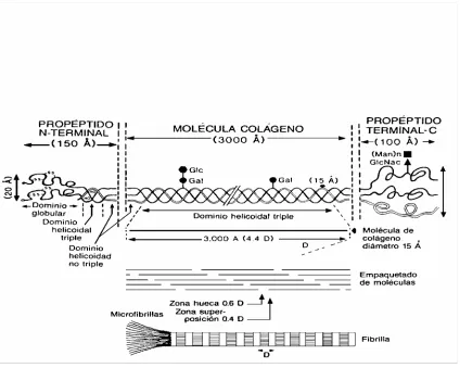 Figura 1: Síntesis y secreción de la molécula de colágeno I. 