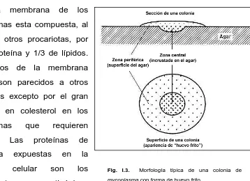 Fig. I.3.  Morfología típica de una colonia de 
