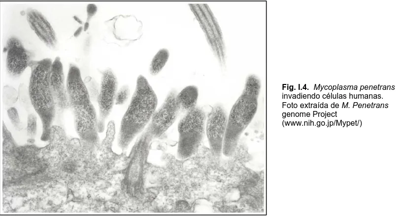 Fig. I.4.  Mycoplasma penetrans invadiendo células humanas. 
