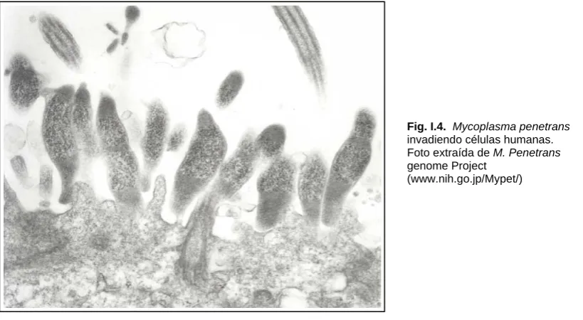 Fig. I.4.  Mycoplasma penetrans invadiendo células humanas. 