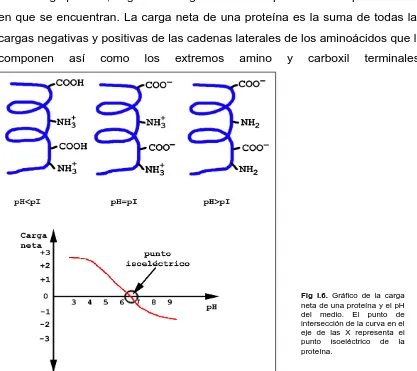 Fig I.6. Gráfico de la carga neta de una proteína y el pH 