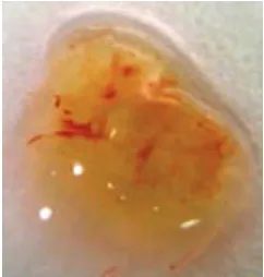 Fig. 48. Aspecto de un hidrogel de PEG-RGD sembrado con células G·Luc-C3H/10T1/2 recuperado de una implantación subcutánea después de 90 días