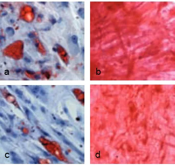 Fig. 59. Diferenciación de las células G·Luc-hAMSCs y G·Luc-hBMSCs. Tinción oil red O para 