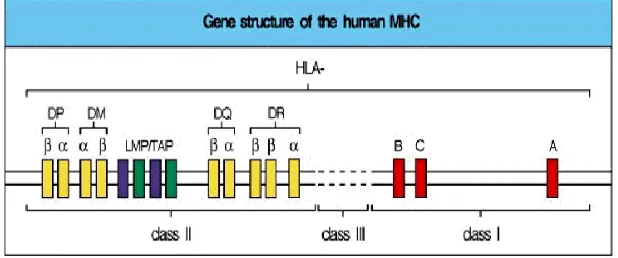 Figura 5. La estructura del MHC humano, localizado en el 