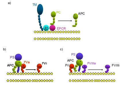 Figura 2. a) ACTIVACIÓN DE LA PROTEÍNA C (PC) (Dahlbäck y Villoutreix, 2005). La PC unida a las células endoteliales a través del receptor de la PC endotelial (EPCR) es activada por el complejo TM-T