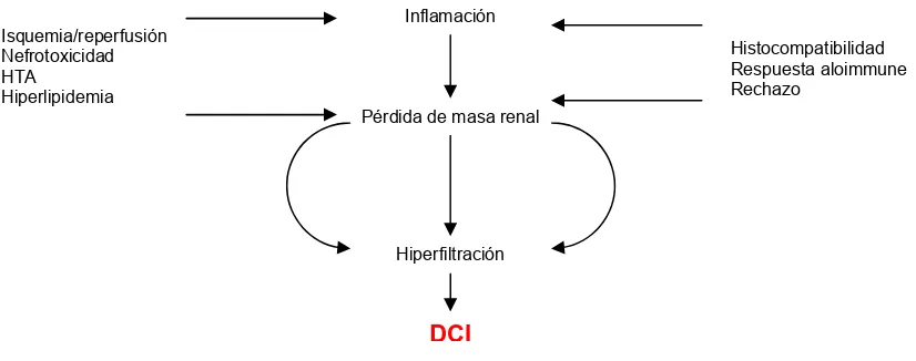 Figura 2. Mecanismo fisiopatológico de la DCI. La inflamación del injerto, ya sea 