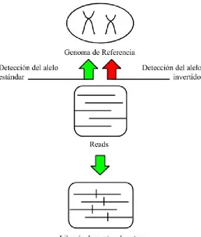 Figura  2.7:  Esquema  del  funcionamiento  del  software  BreakSeq.  Se  muestra  como  elprograma determina si las observaciones corresponden a un alelo estándar o invertido