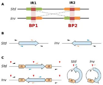 Figure 2. Breakpoint analysis and genotyping strategies. A.is shown on the left and breakpoints was performed by PCR across the breakpoints using four primers (small arrows): two primers (shown in color) located inside the inverted sequence (large blue arr