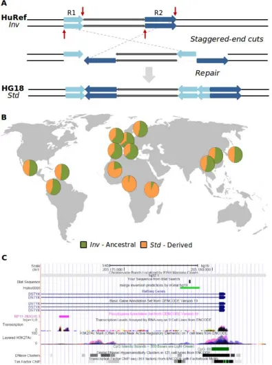 Figure 6. HsInv0006 generation, distribution and proximity to gene DSTYK. A. Generation of HsInv0006 by staggered single-strand breaks (red arrows) and repair