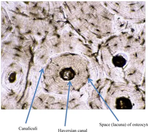 Figure 9. Inner structure from bone (modified from pixshark.com)