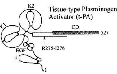 Fig.I.13: Schematic representation of Tissue- type Plasminogen activator 