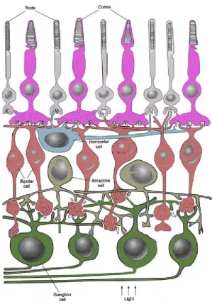 Figure 2.2.  Schematic of the neural structure of the retina. The network of interconnections converts the captured light rays to neural activity (Adapted from [10])