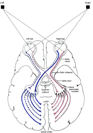 Figure 2.3. Schematic of the visual pathway from the ganglion cells in the retina to the processes its corresponding visual field
