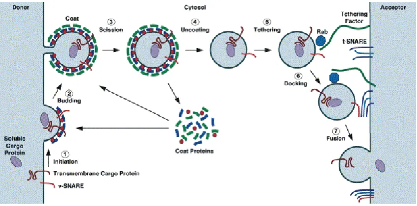 Fig 9.  Model hipotètic dels complexes de senyalització als endosomes [Sorkin A et al,  2002].