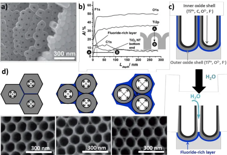 Figure B.4  a) SEM bottom view of a TiO2 nanotube layer cracked off from the metallic substrate