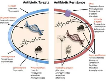 Figure 6. Antibiotic targets and mechanisms of resistance (Wright, 2010).