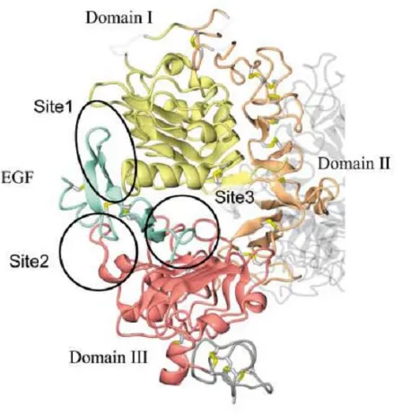 Figure 
  7. 
  Mapping 
  the 
  interaction 
  sites 
  onto 
  ribbon 
  representations 
  of 
  EGFR 
  and 
  EGF